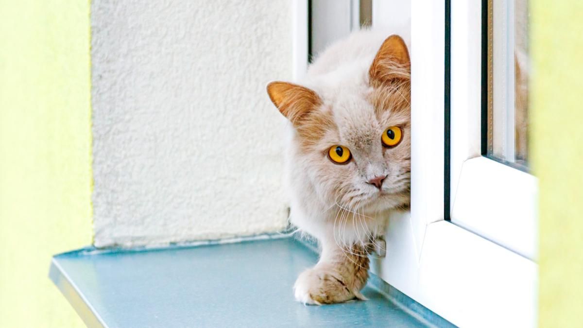 Чем опасны открытые окна и как защититься: полезные советы Чем опасны открытые окна и как защититься: полезные советы