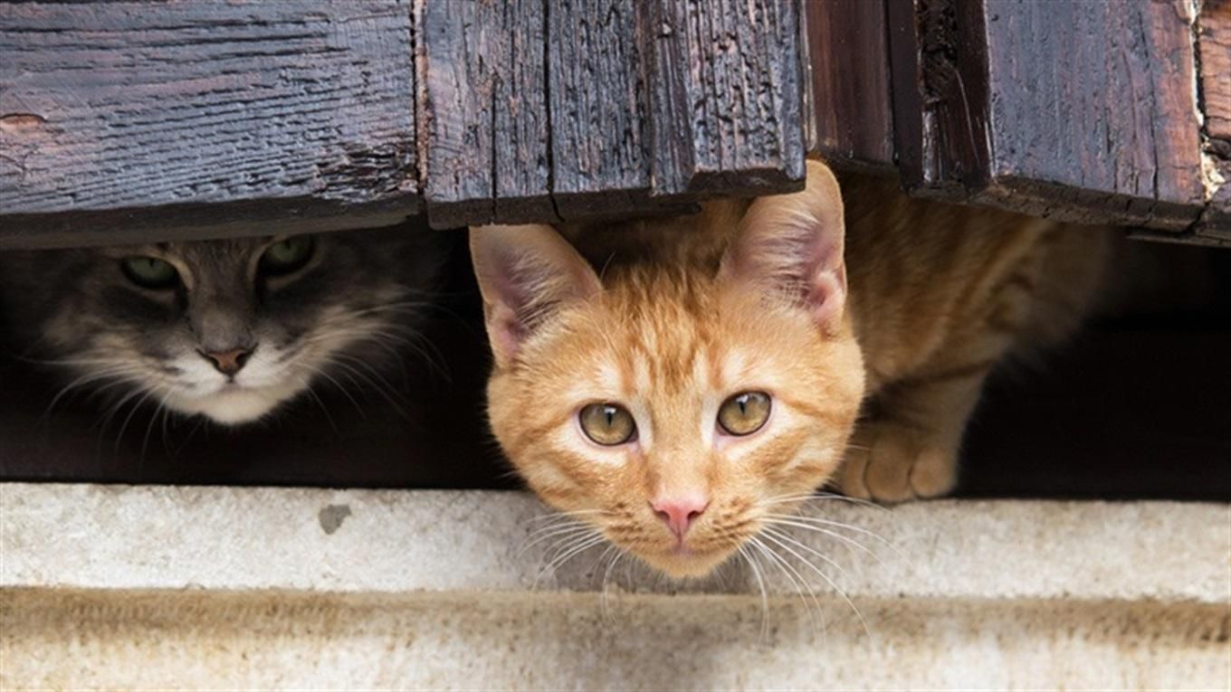 Як взяти кота з притулку: що потрібно знати Як взяти кота з притулку: що потрібно знати