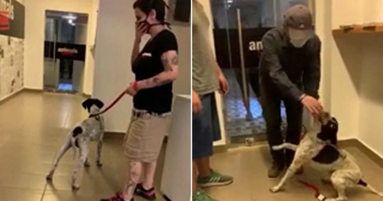 Взрыв в Бейруте: потерянные животные возвращаются к хозяевам - видео Взрыв в Бейруте: потерянные животные возвращаются к хозяевам - видео