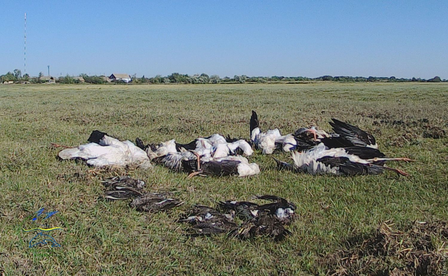 Сильный град убил сотни диких птиц в нацпарке "Тузловские лиманы": фото
