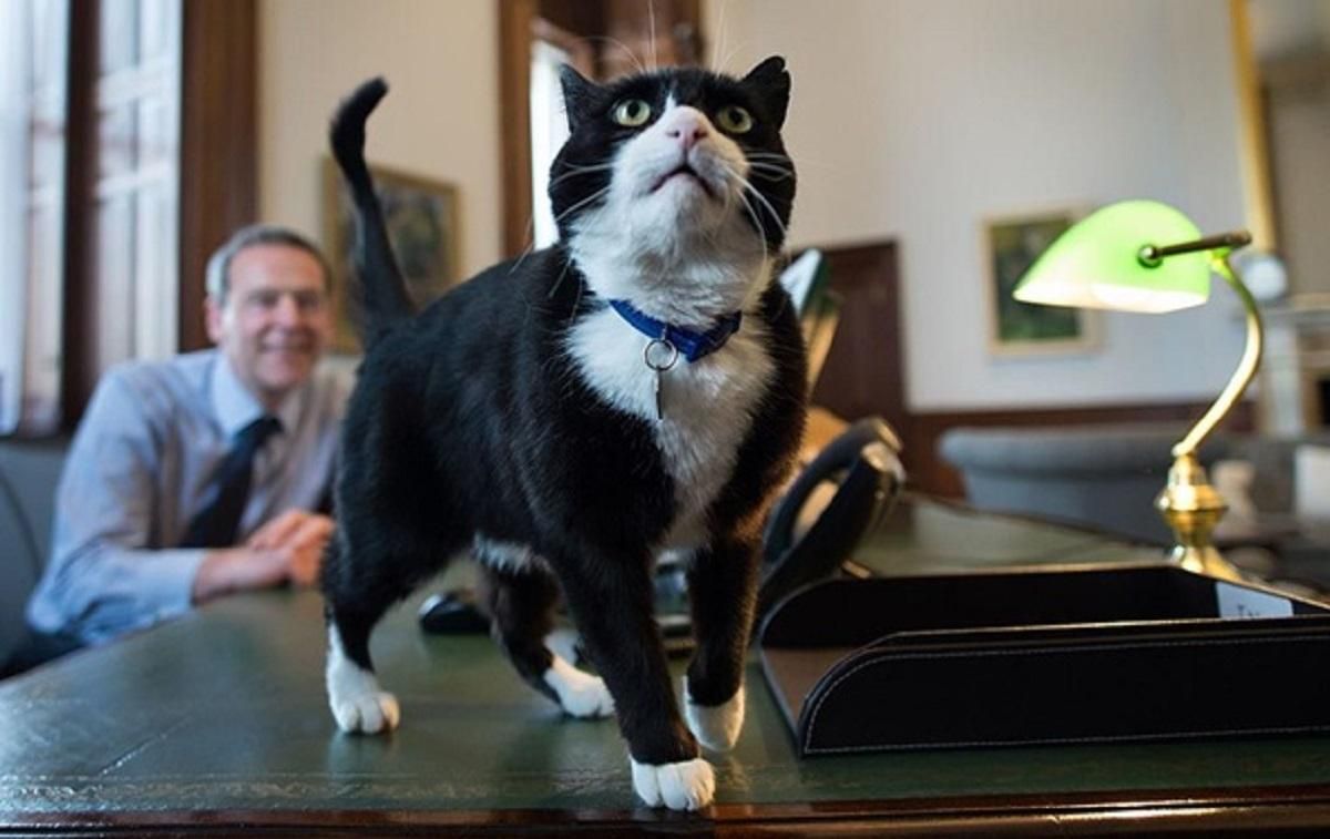 Кот, который работал в британском МИД, официально вышел на пенсию Кот, который работал в британском МИД, официально вышел на пенсию