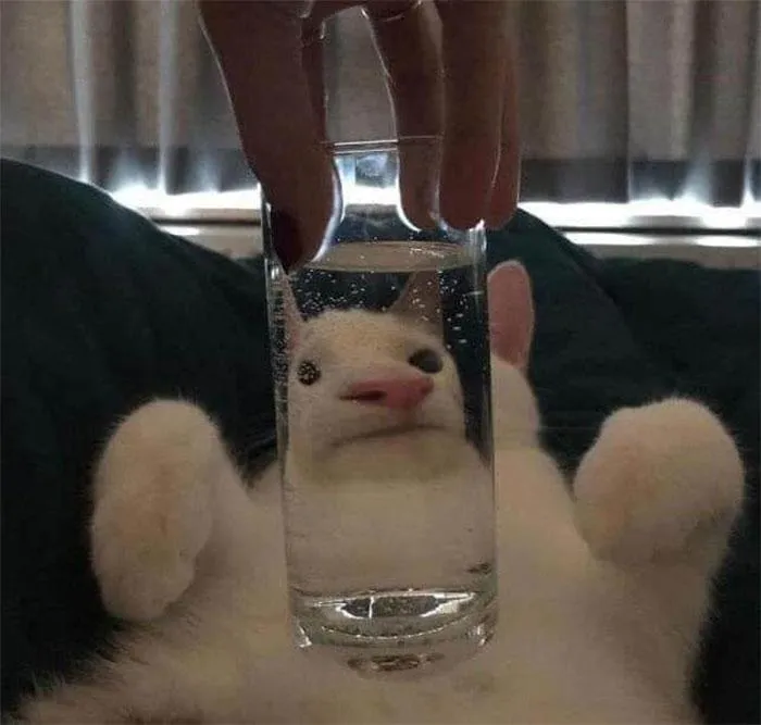 Кумедні фото котів Кумедні фото котів