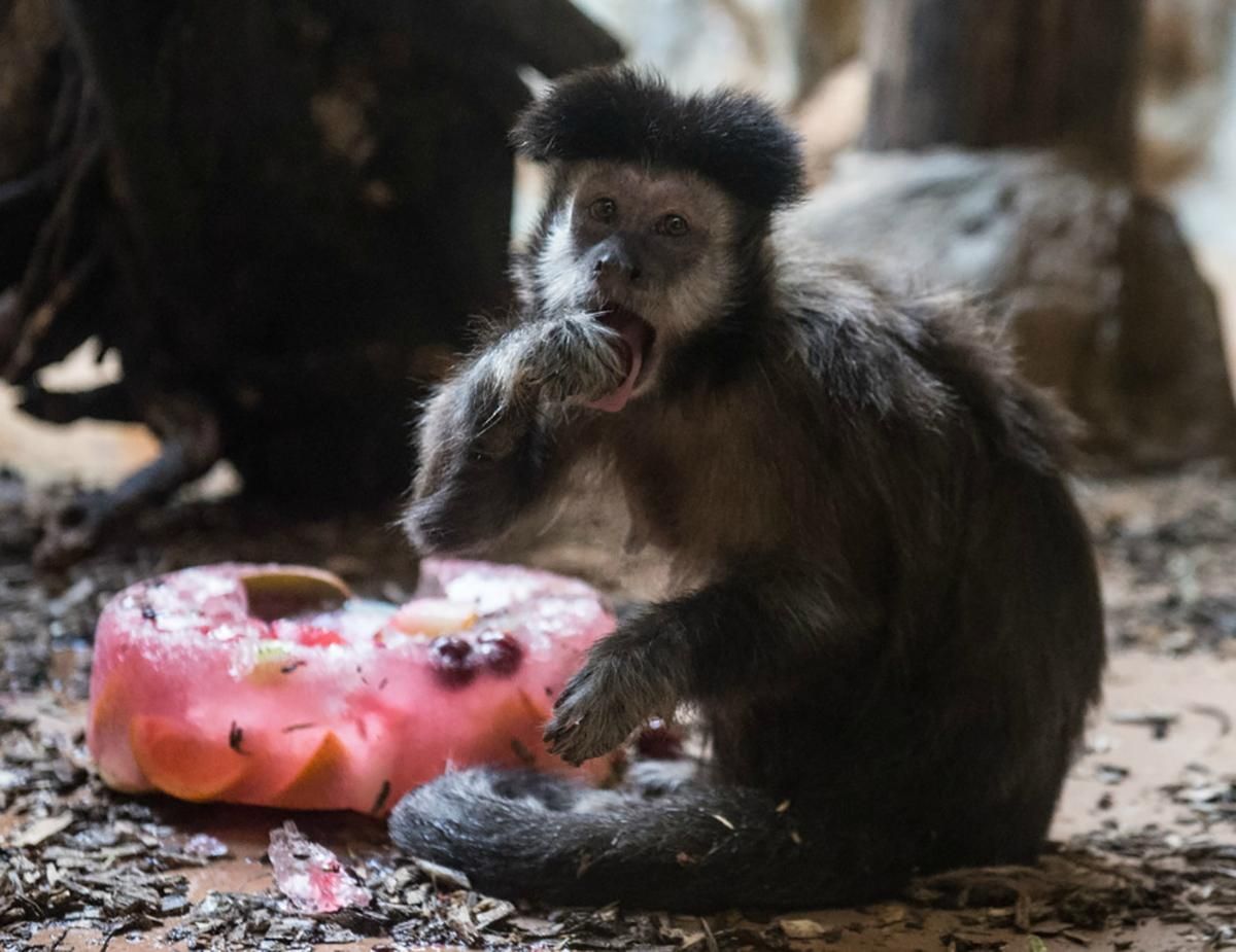У спеку в Черкаському зоопарку тварин годують морозивом: милі фото