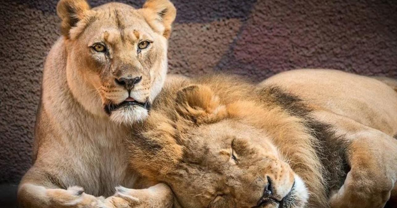 Влюбленную пару старых львов усыпили вместе, чтобы они не видели смерти партнера: фото