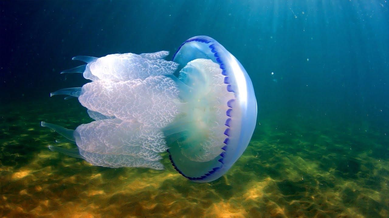 В Кирилловке отдыхающие поймали гигантскую медузу: жуткое фото