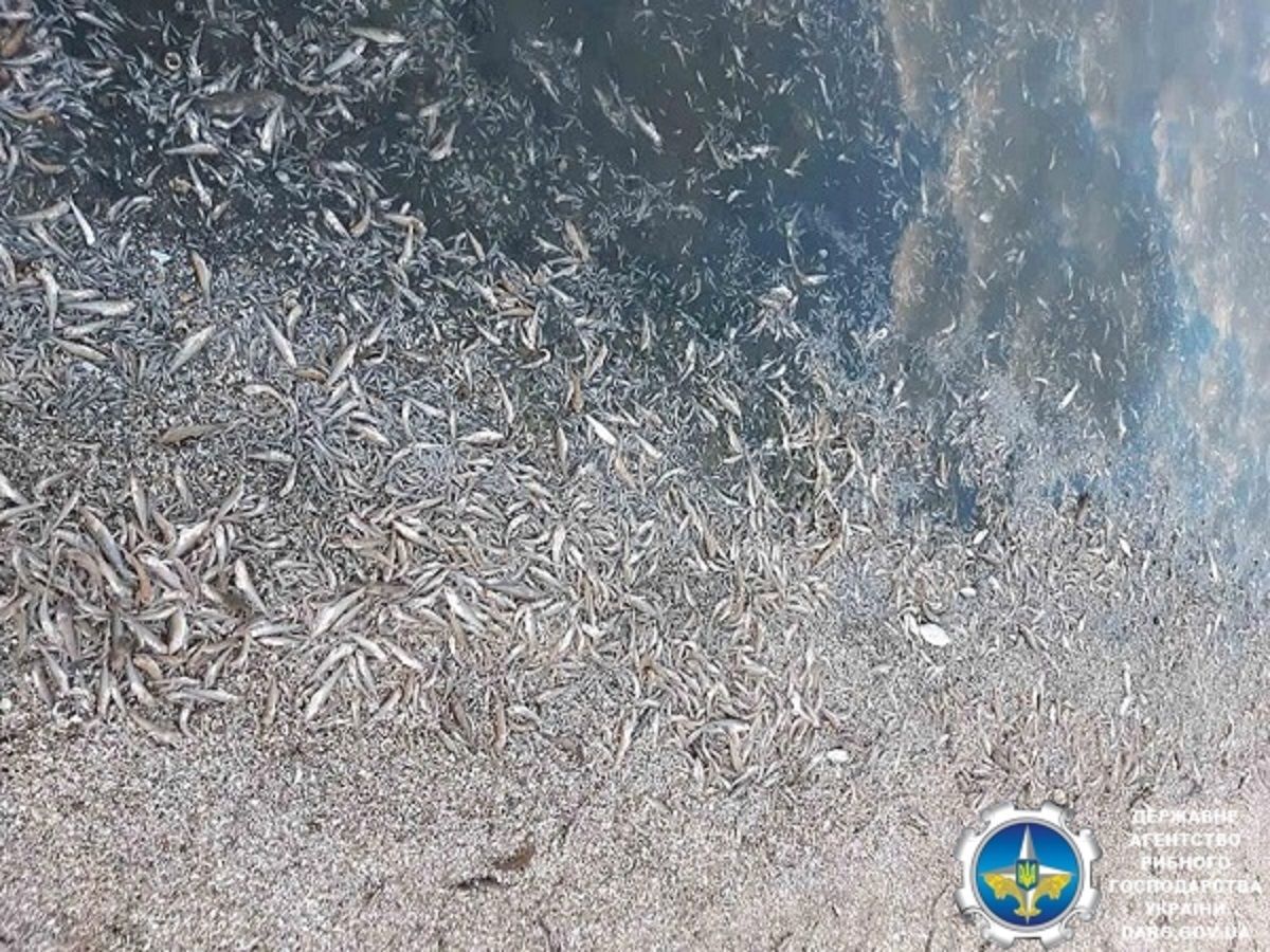 Мор рыбы на Днепровско-Бугском лимане в Херсонской области: фото