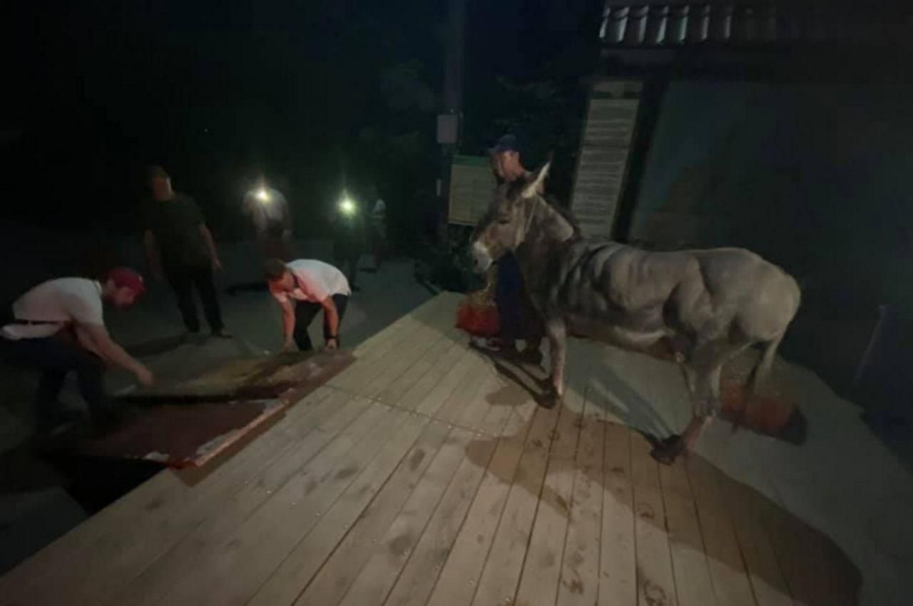 В Одесі активісти врятували віслюка В Одесі активісти врятували віслюка