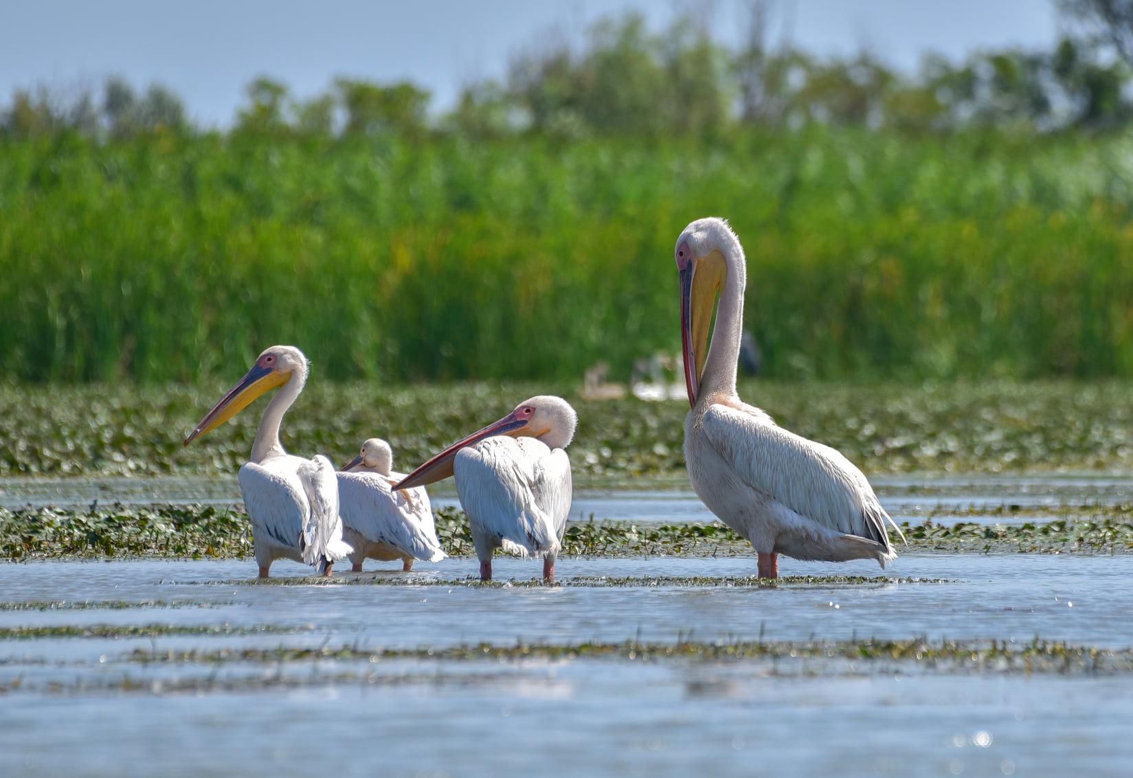 Розовые пеликаны в Украине 2020: фото, видео