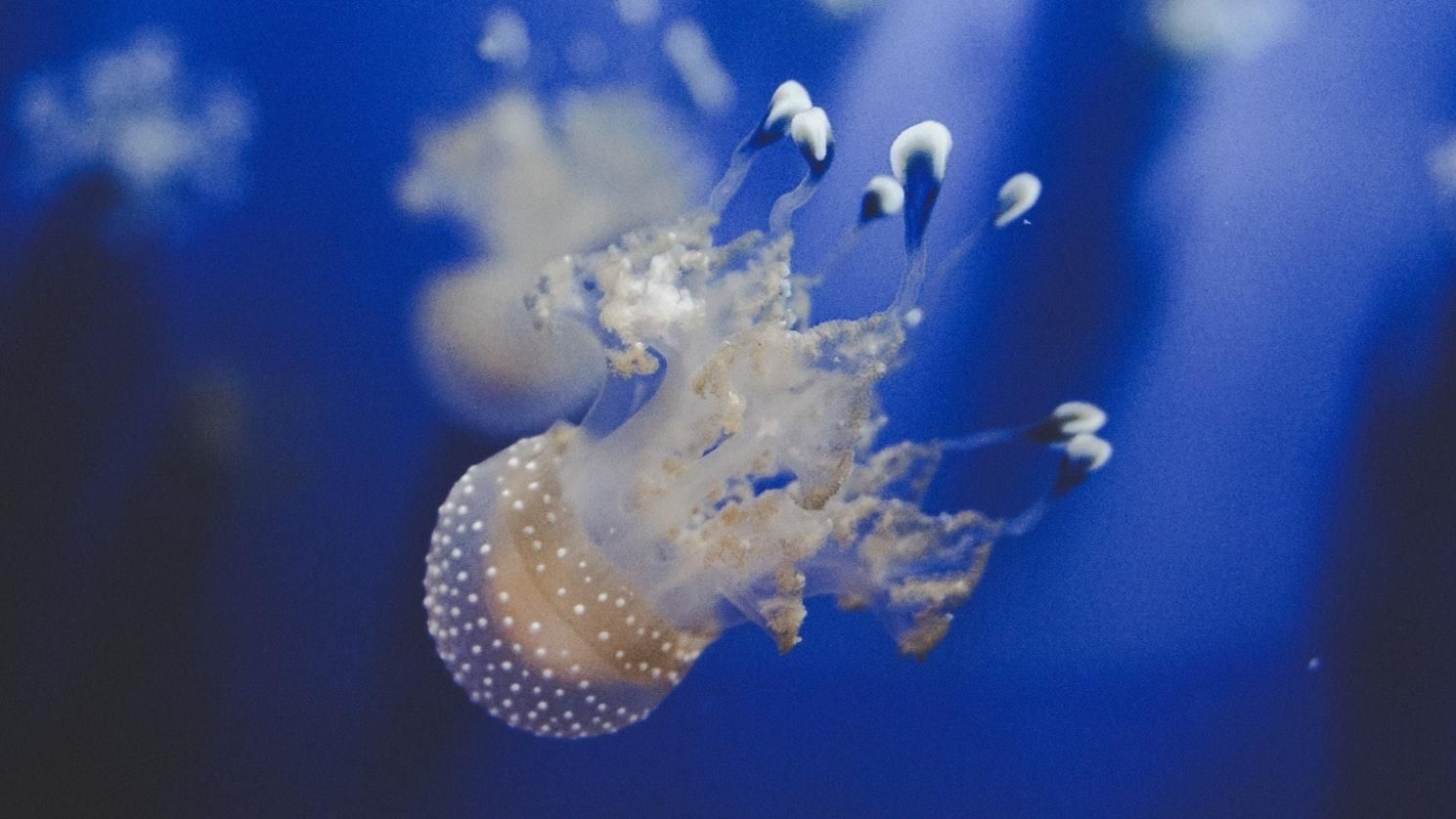 В Азовському морі біля Бердянська медузи утворили цілий острів