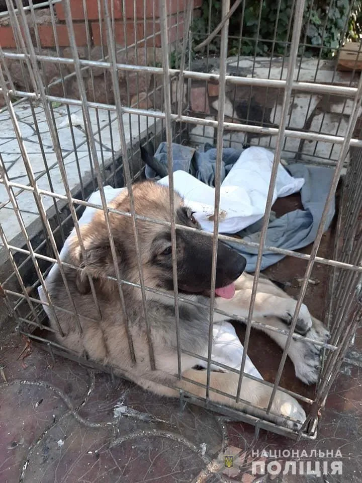 На Запоріжжі поліція відкрила кримінальне провадження за фактом жорстокого поводження з тваринами 
