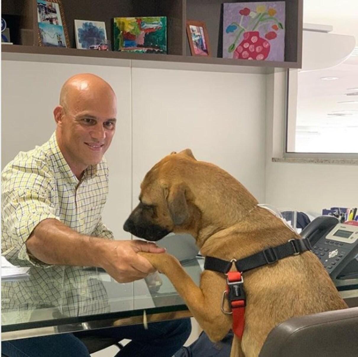Собачья работа: в Бразилии в магазине Hyundai появился четвероногий консультант – фото