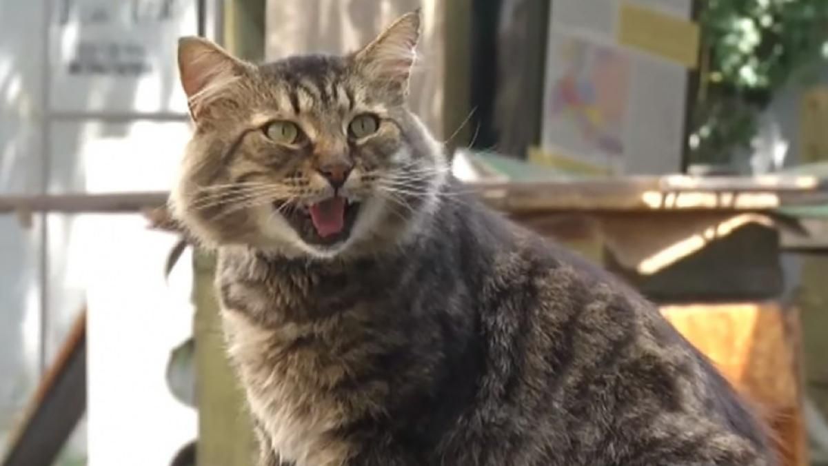 Зрізав скальпелем шматки шкіри аж до плоті: малолітній шкуродер познущався над котом у Одесі Зрізав скальпелем шматки шкіри аж до плоті: малолітній шкуродер познущався над котом у Одесі