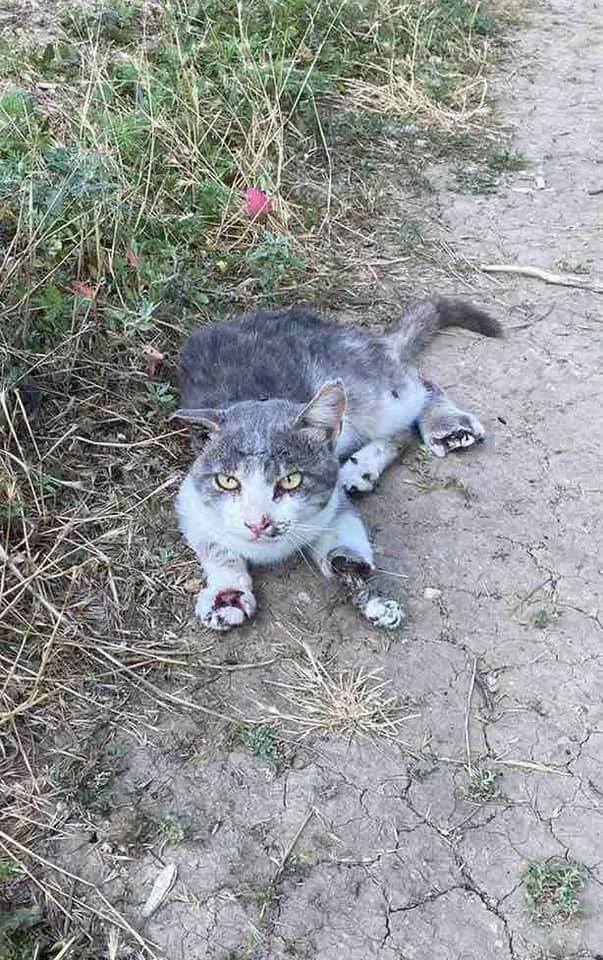 Діт, Одеса, тварина. діти різали скальпелем Діт, Одеса, тварина. діти різали скальпелем
