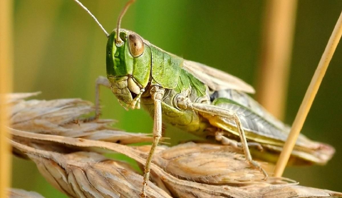 У США розробили сарану-кіборга для пошуку вибухівки У США розробили сарану-кіборга для пошуку вибухівки