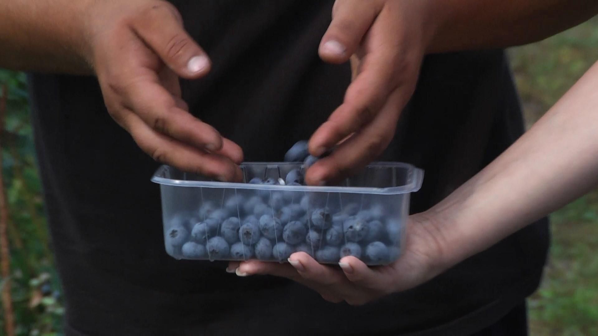 Участник АТО и волонтер высадили плантацию голубики Участник АТО и волонтер высадили плантацию голубики