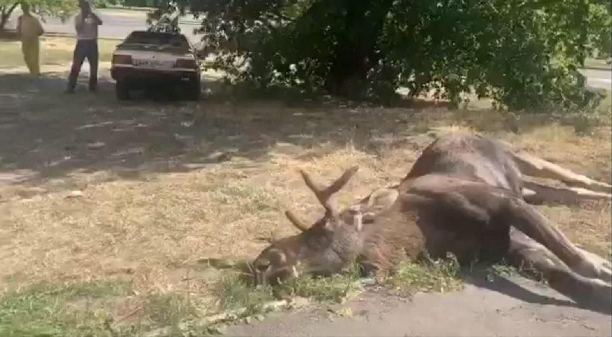 Лось загинув в ДТП у Голосіївському районі Києва 20.08. 2020: відео