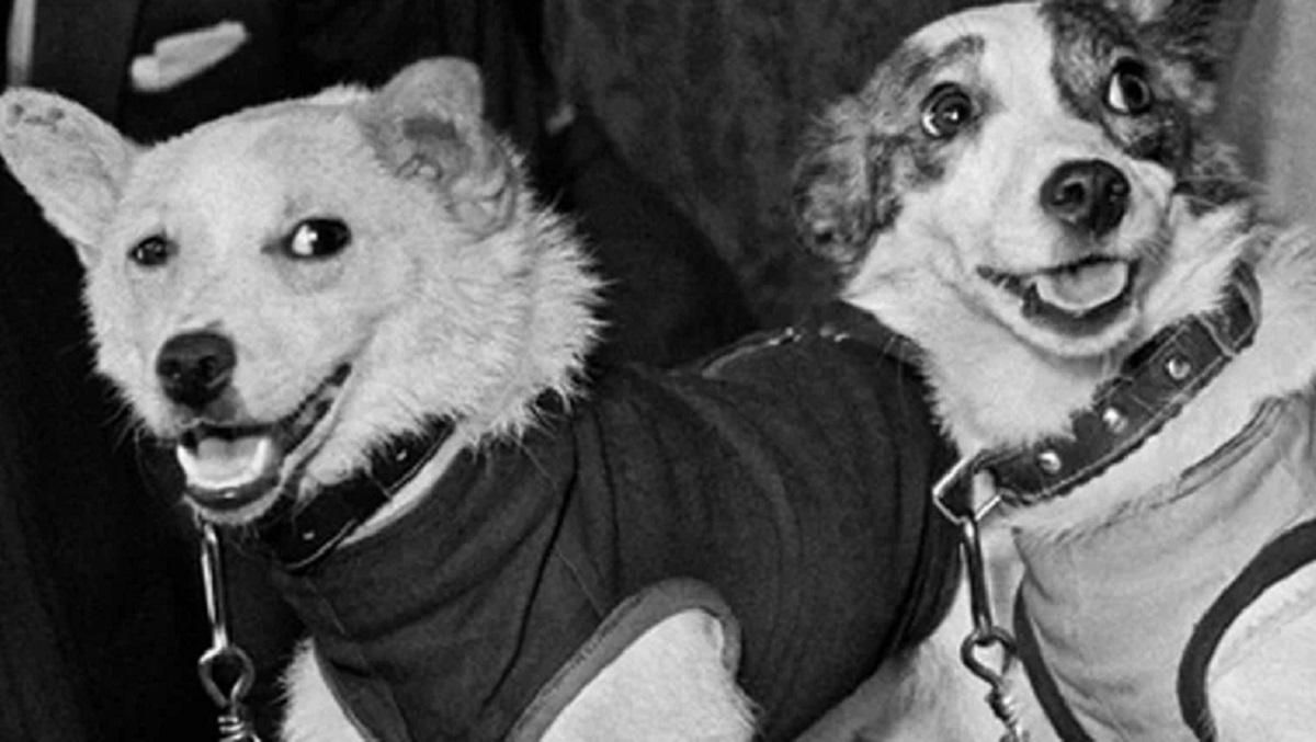 60 лет назад Белка и Стрелка отправились в космический полет: интересные факты миссии 60 лет назад Белка и Стрелка отправились в космический полет: интересные факты миссии