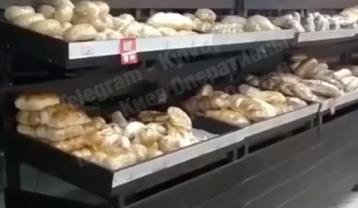 В супермаркете Киева крыса ел хлеб просто с полки: видео В супермаркете Киева крыса ел хлеб просто с полки: видео