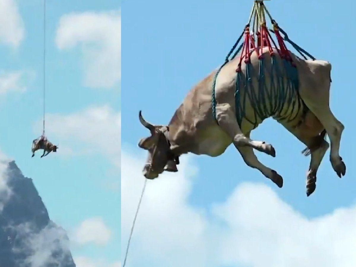 Корова пролетіла над Альпами: відео Корова пролетіла над Альпами: відео