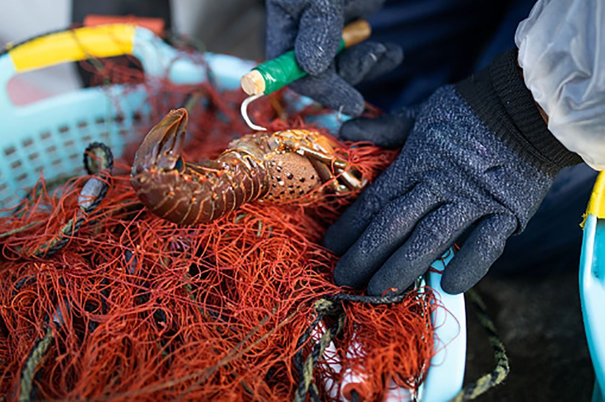 Порушують заборону вилову раків: на Запоріжжі триває боротьба з браконьєрством