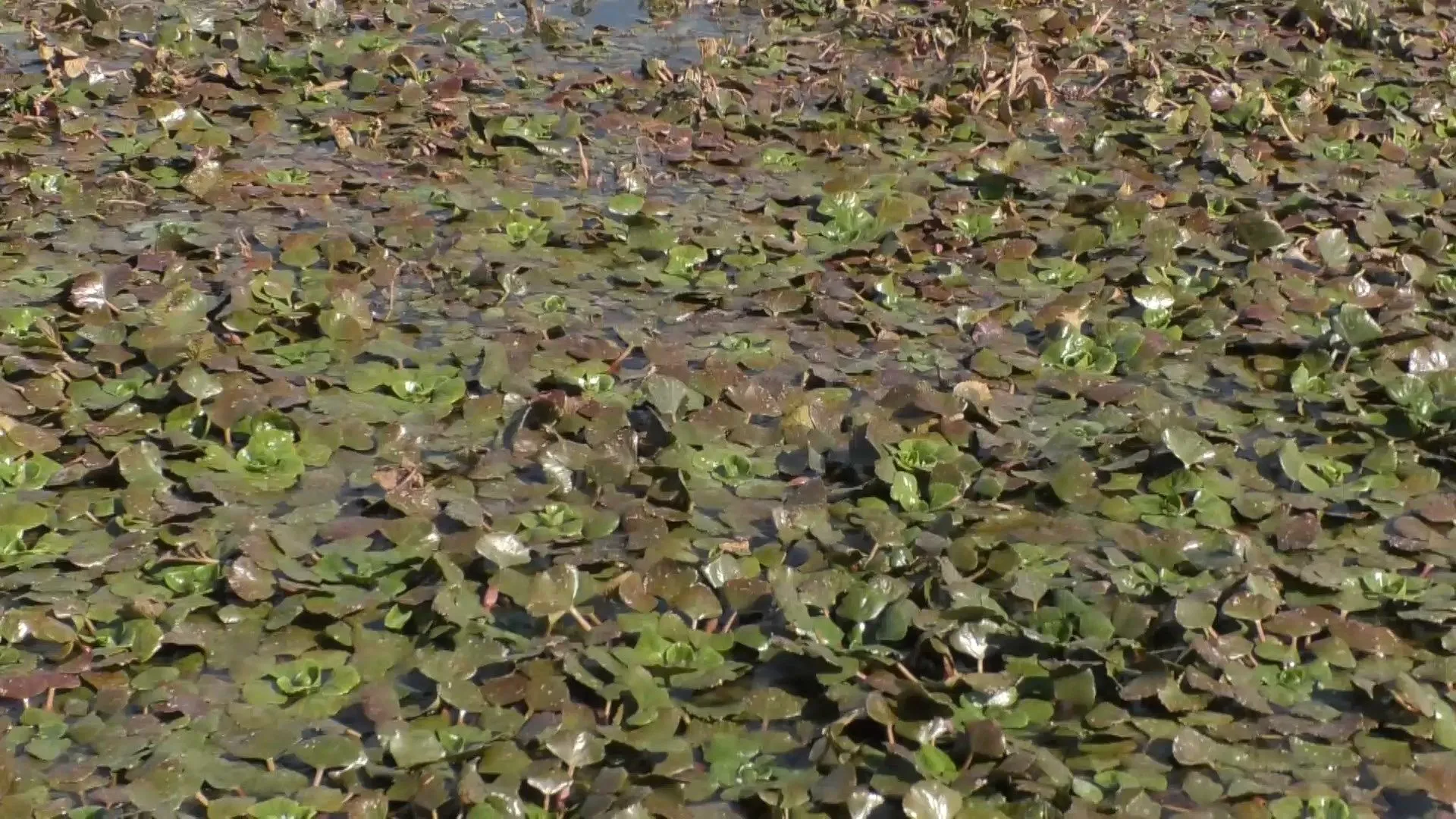 водяний горіх