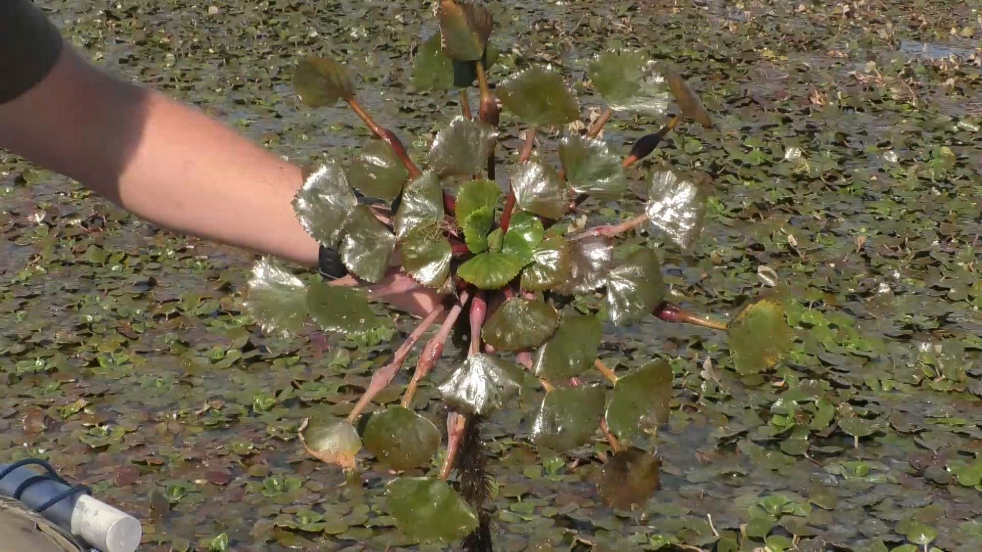 Краснокнижное растение оккупировало Днепр: чем опасен водяной орех