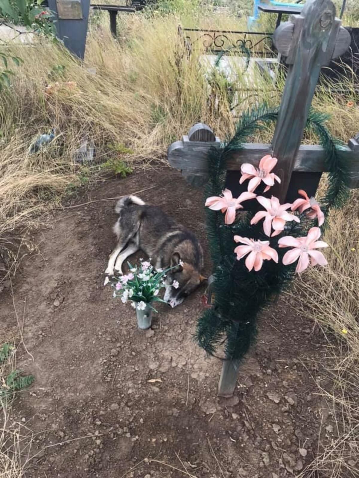 В Украине появился свой Хатико: три года пес на могиле ждет хозяина