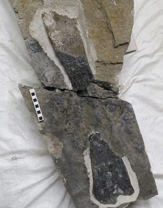 У Шотландії знайшли рештки динозавра, який жив 166 років тому