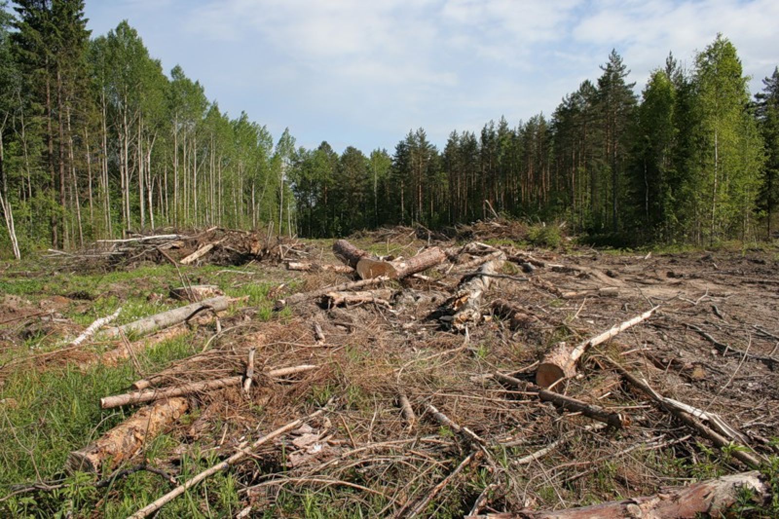 Вырубка леса в Ровенской и Житомирской областях 2020: угрозы