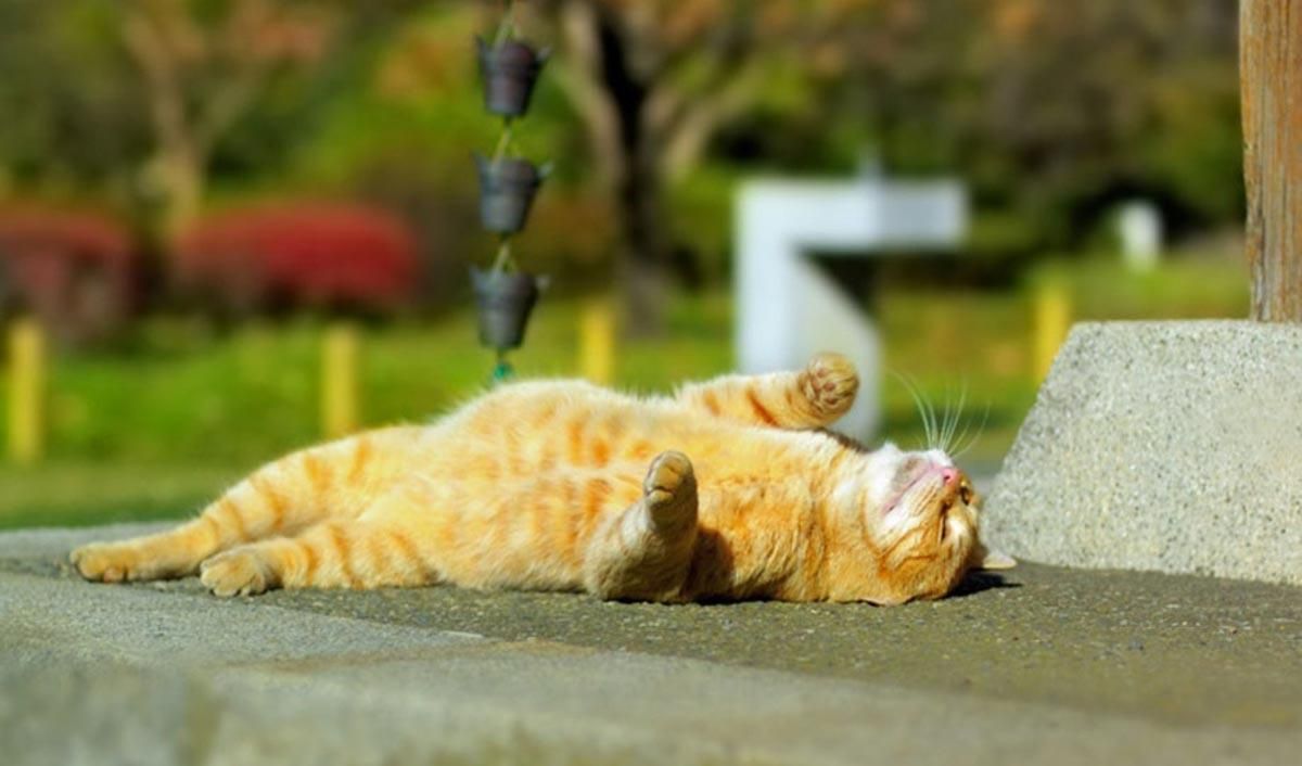 Прогноз погоды на 29 августа: тепло возвращается в Украину Прогноз погоды на 29 августа: тепло возвращается в Украину