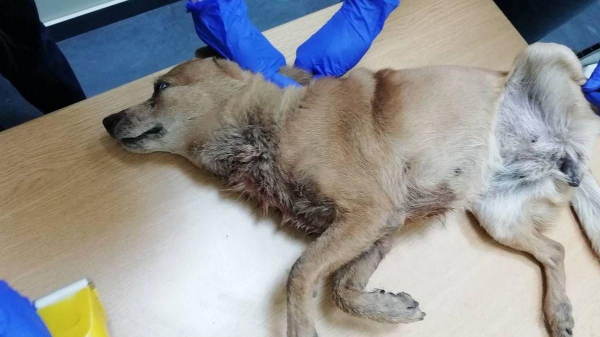 У Дніпрі люди кілька днів спостерігали, як собака заживо гниє: фото У Дніпрі люди кілька днів спостерігали, як собака заживо гниє: фото