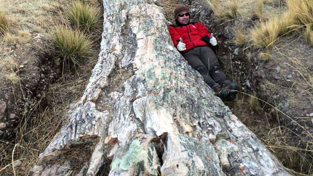 Унікальна знахідка: в Перу відкопали дерево віком у понад 10 мільйонів років – фото