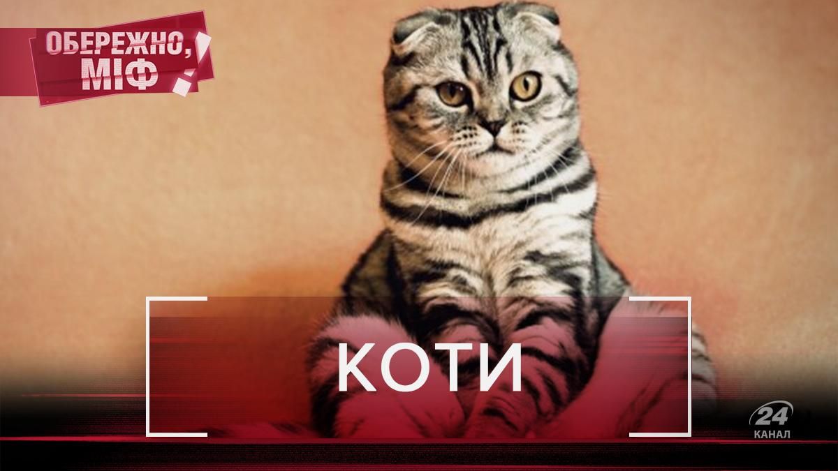 Зцілюють людей та мають 9 життів: найпоширеніші міфи про котів, які здивують Зцілюють людей та мають 9 життів: найпоширеніші міфи про котів, які здивують