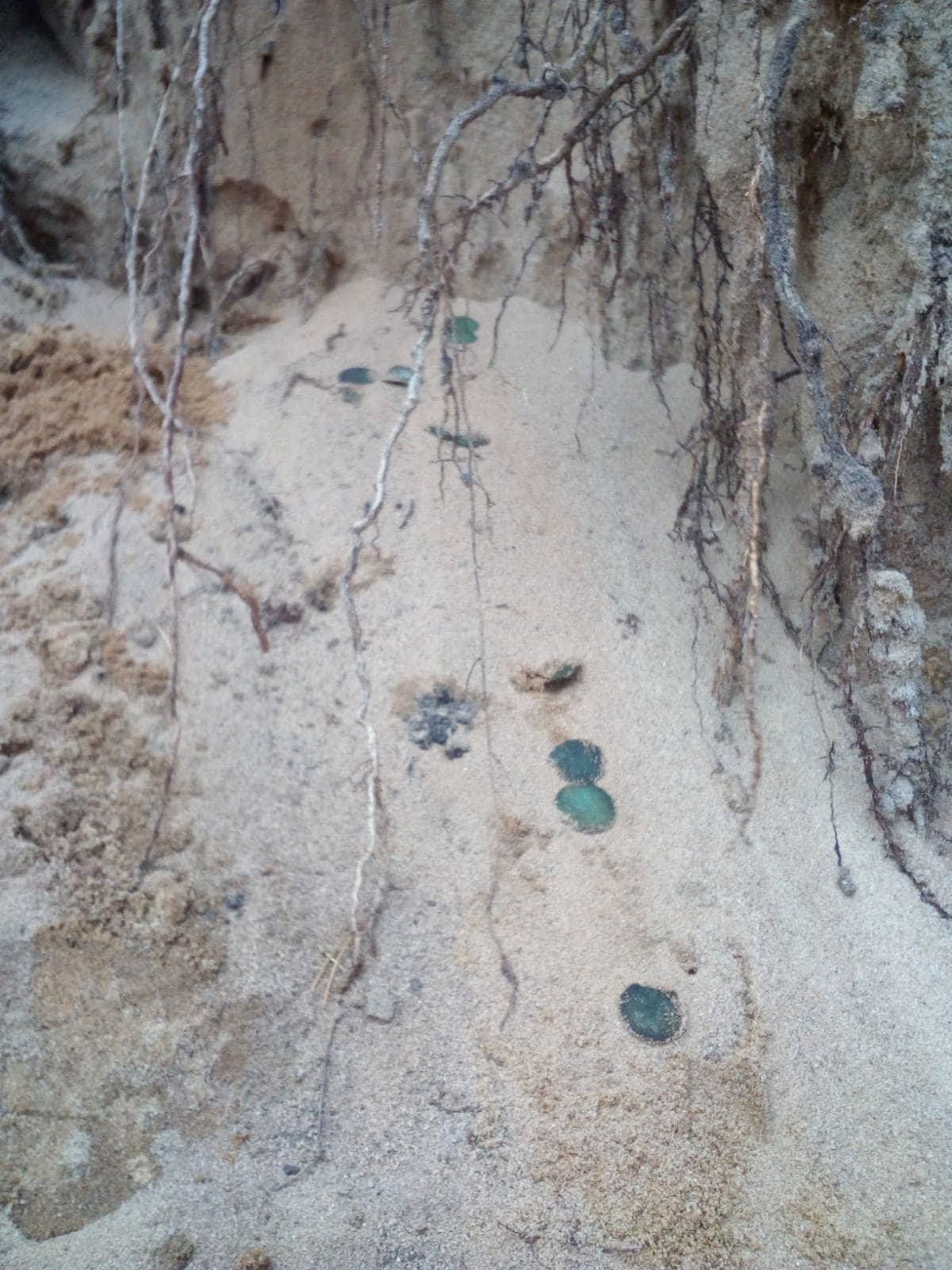 На Житомирщині знайшли ще 6 монет Городницького скарбу: фото На Житомирщині знайшли ще 6 монет Городницького скарбу: фото