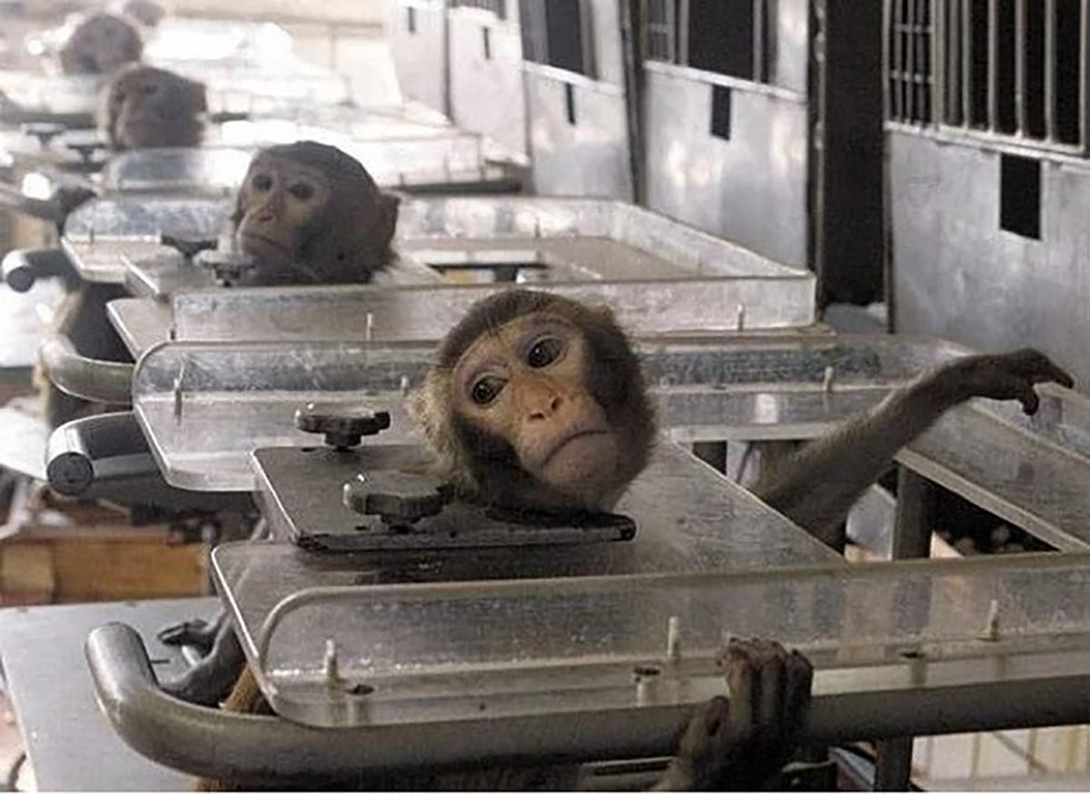 Закон № 0897 про дозвіл на експерименти над тваринами: текст Закон № 0897 про дозвіл на експерименти над тваринами: текст