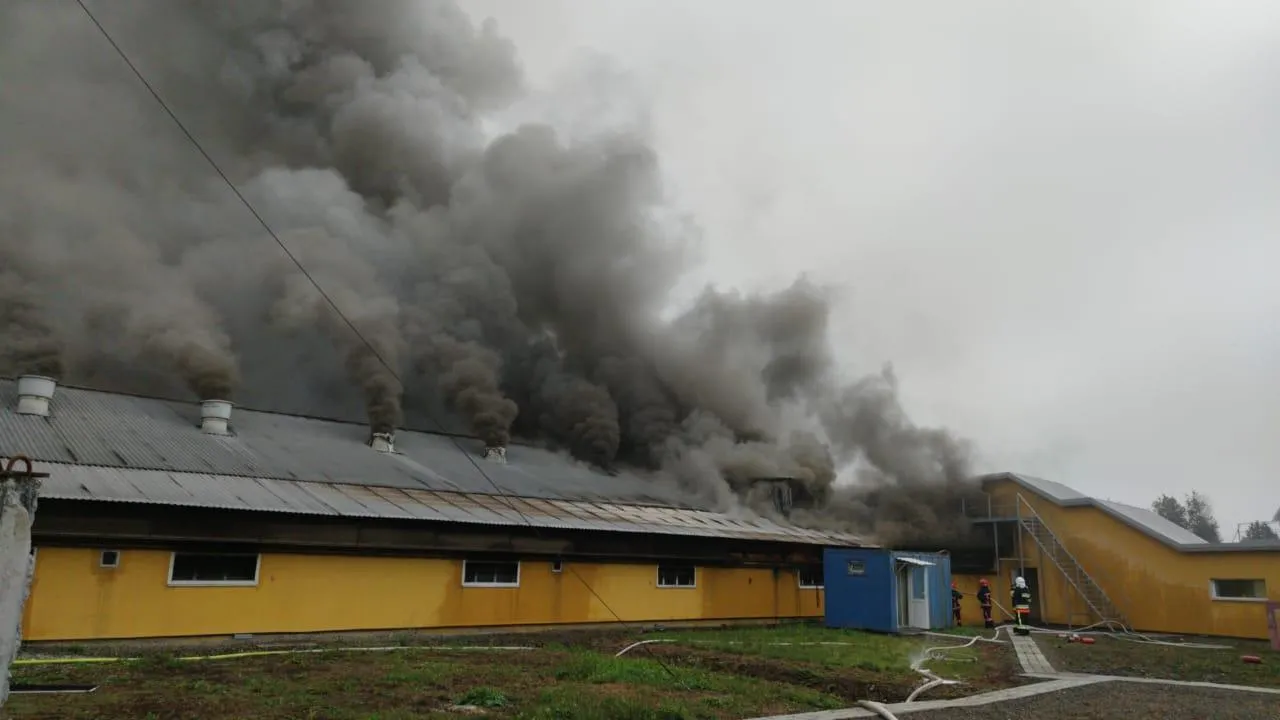Пожежа на свинокомплексі в селі Тустань