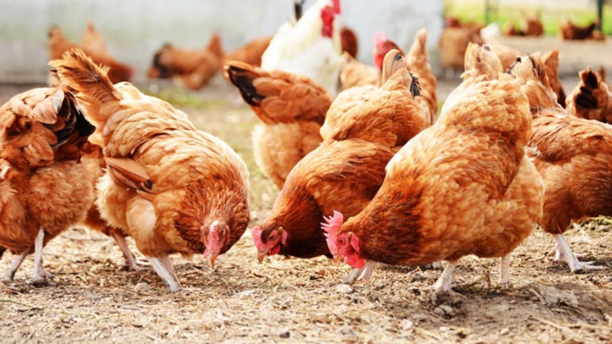 У Львівській області мертві кури заблокували дорогу: відео У Львівській області мертві кури заблокували дорогу: відео