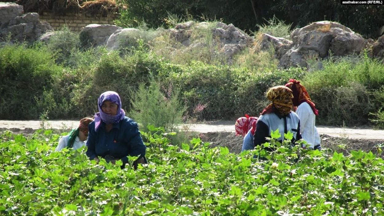 Не ходишь в маске – иди на поле: в Туркменистане наказывают нарушителей карантина Не ходишь в маске – иди на поле: в Туркменистане наказывают нарушителей карантина