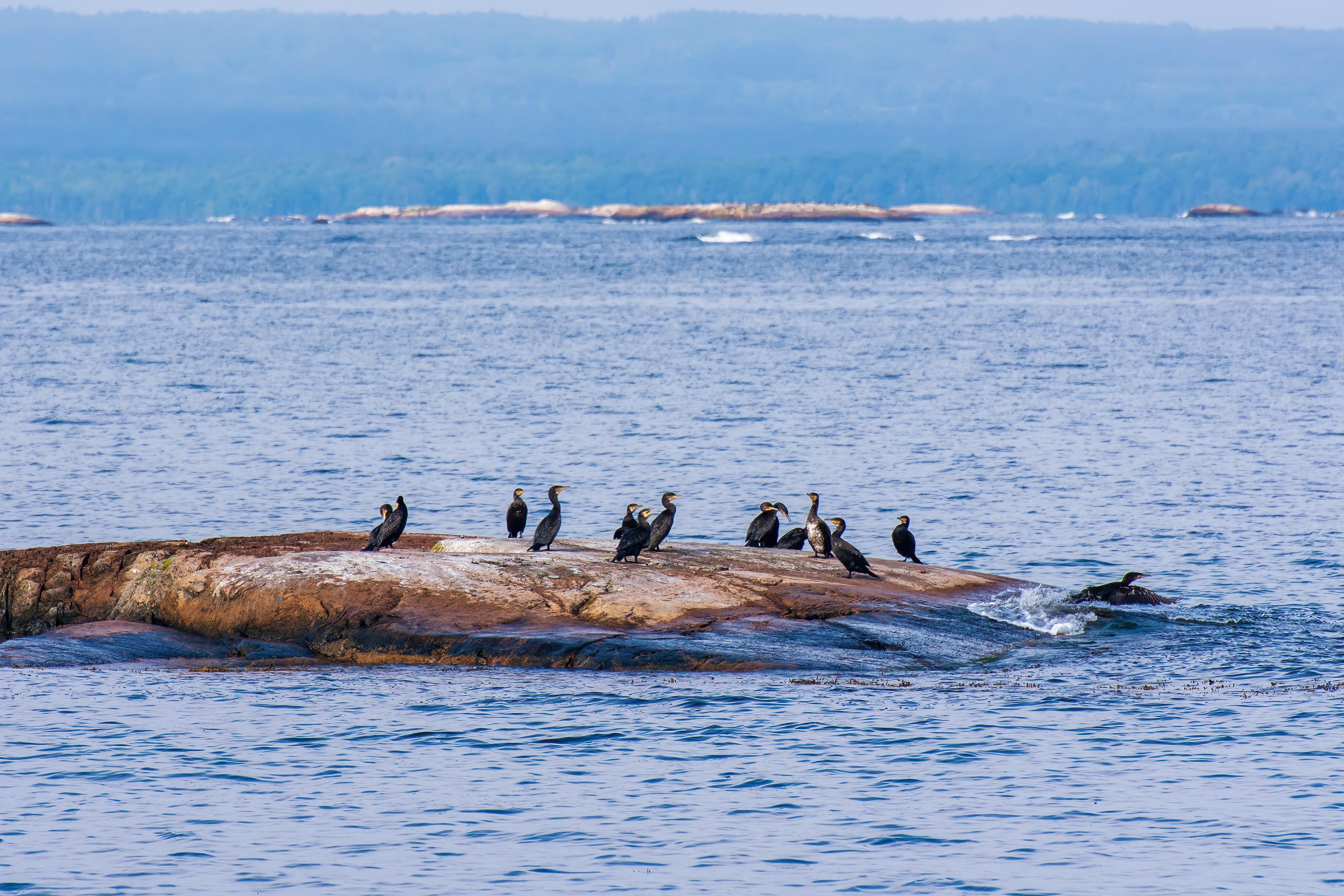 Берег вкритий чорними бакланами: на узбережжі виявили мертвих птахів – фото Берег вкритий чорними бакланами: на узбережжі виявили мертвих птахів – фото