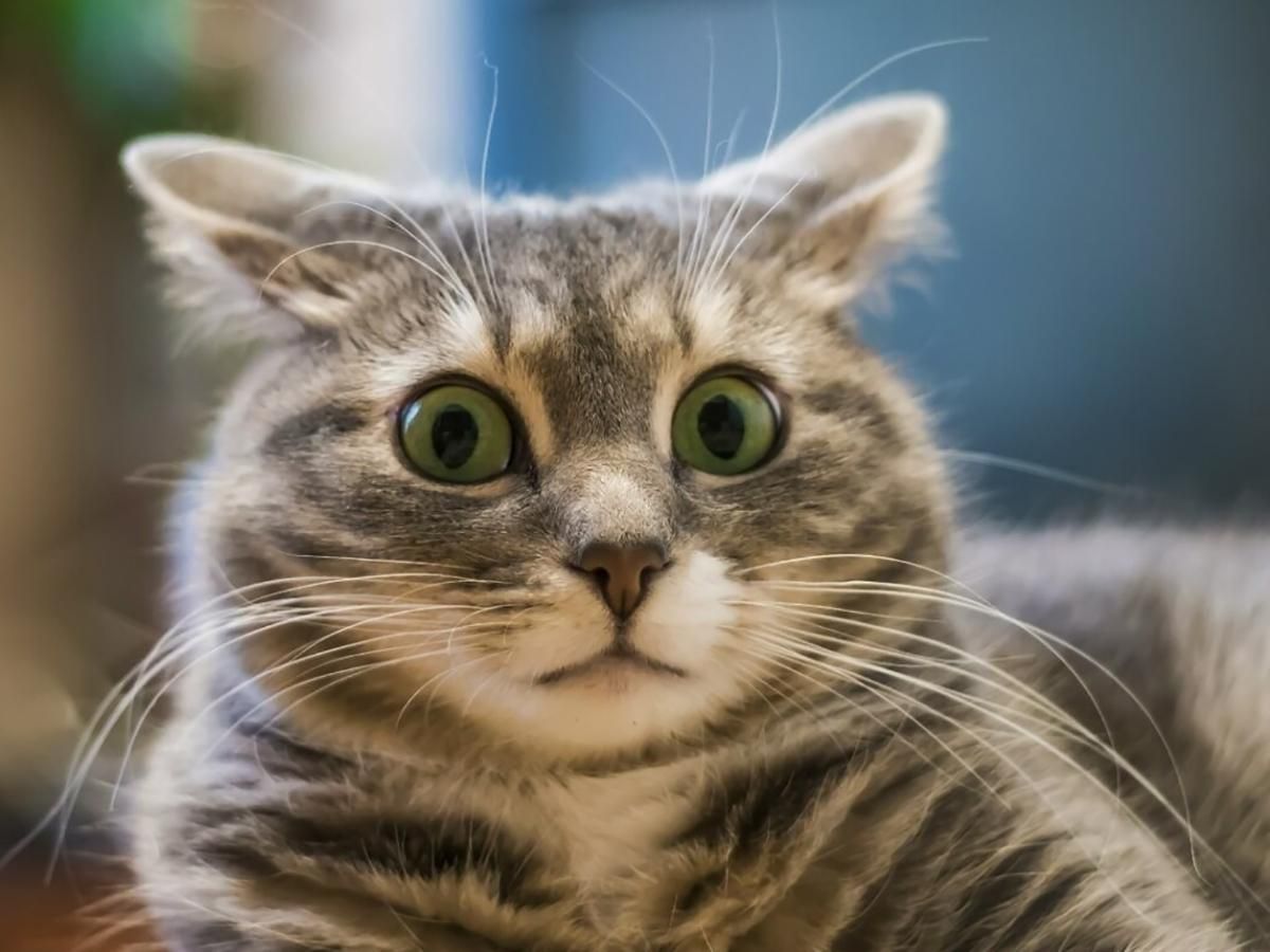 На Львовщине ребенка поцарапал кот – подозревают бешенство На Львовщине ребенка поцарапал кот – подозревают бешенство