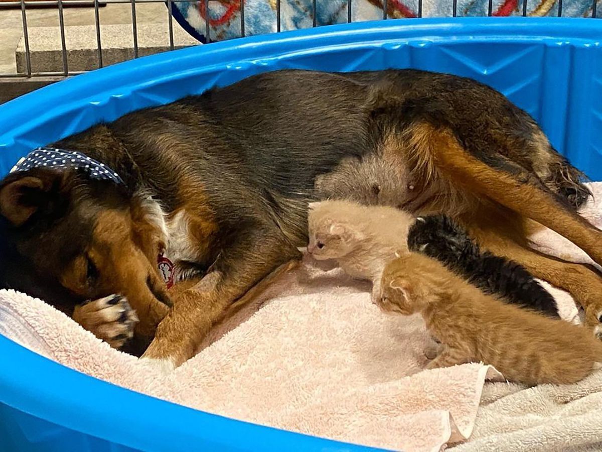 В США собака потеряла щенков, но стала мамой для котят-сирот: трогательное видео