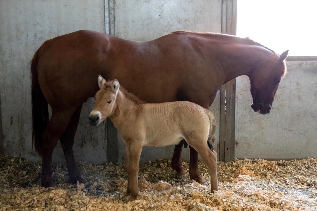 В США впервые клонировали лошадь Пржевальского: фото