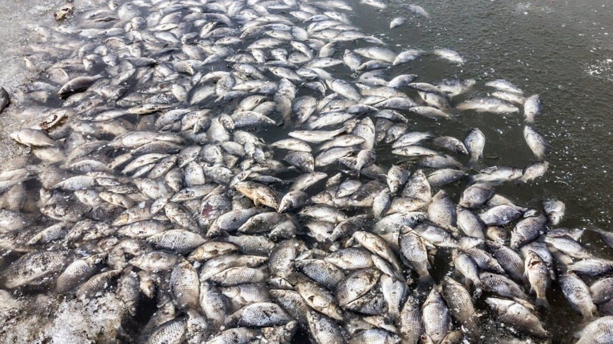 У Дніпрі в річці плавають сотні тисяч мертвих карасів: фото 