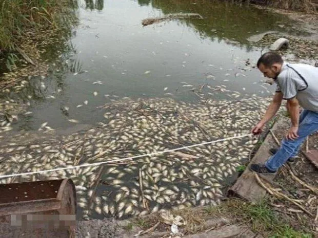 У Дніпрі масово гине риба