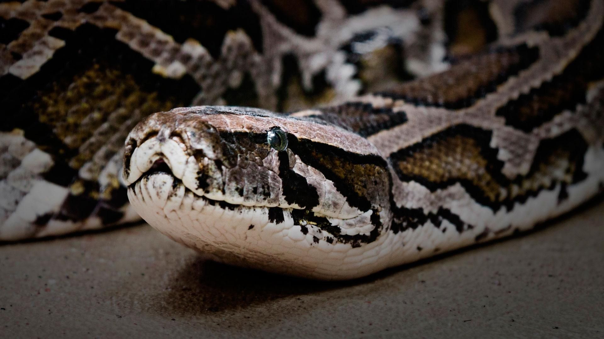 В Тайланді змія вкусила хлопця за пеніс поки той був в туалеті 