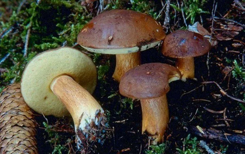 Польські гриби Польські гриби