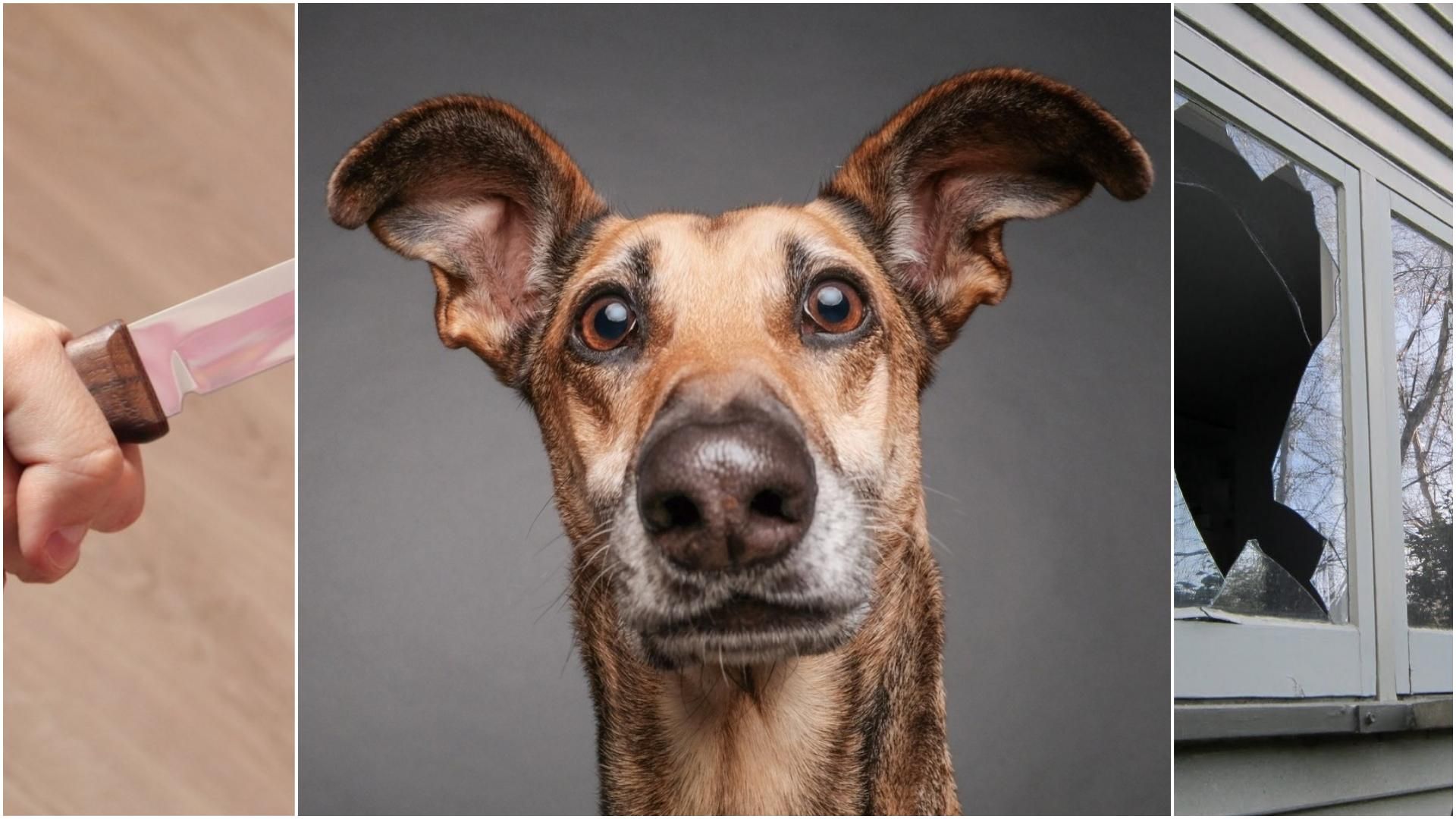 Розбив собакою вікно, відкусив палець: чоловік у Києві нападав на людей Розбив собакою вікно, відкусив палець: чоловік у Києві нападав на людей