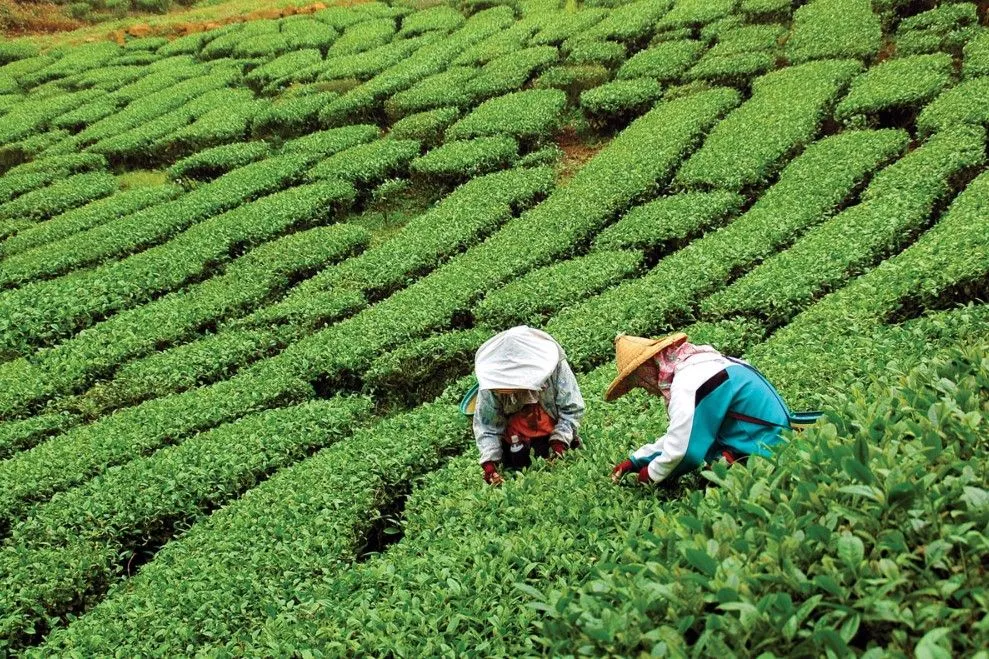 Чайна плантація Чайна плантація