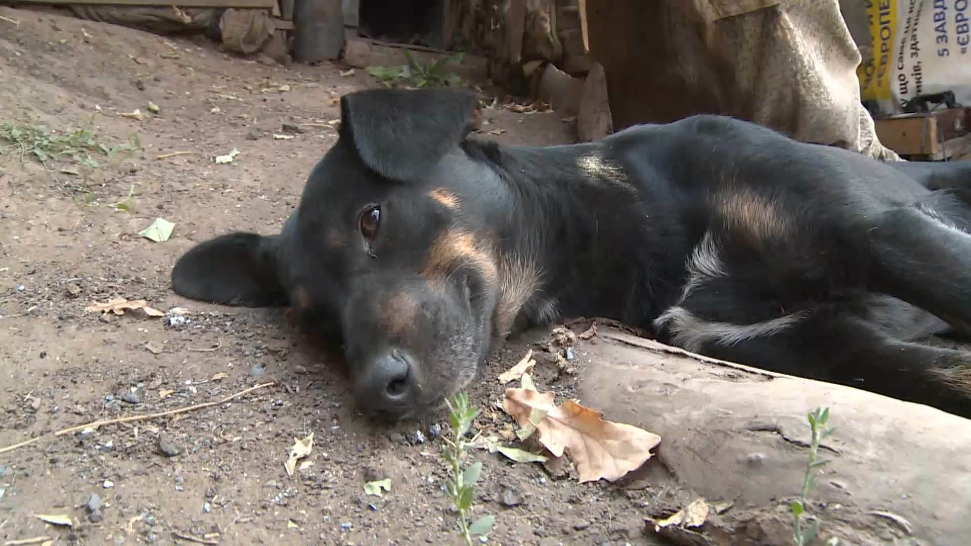 Тварини допомагають на фронті військовим – фото й відео - 24 Канал Тварини допомагають на фронті військовим – фото й відео - 24 Канал