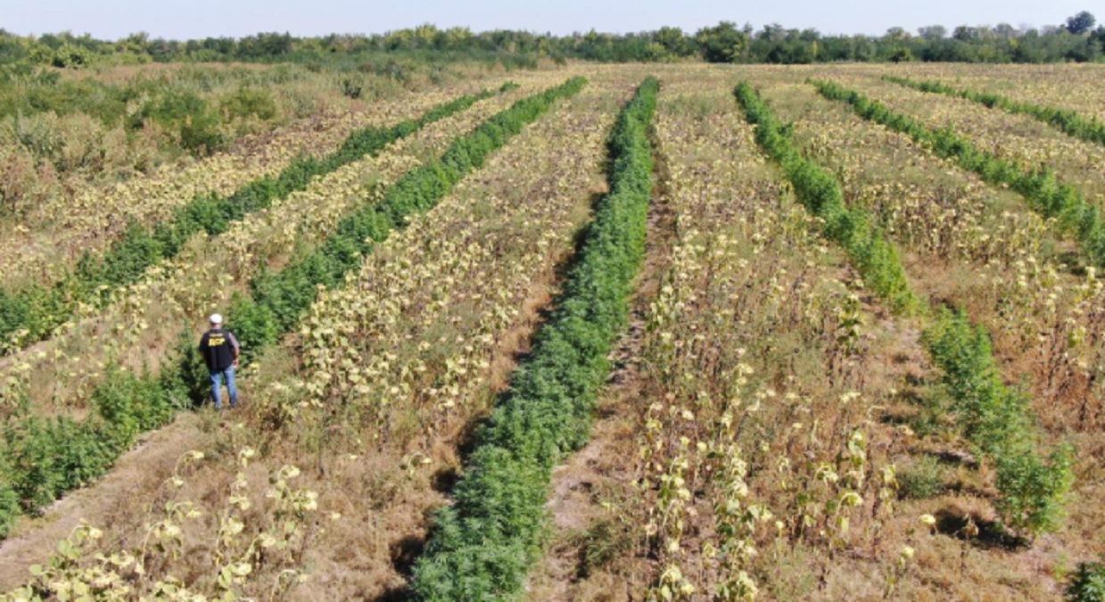 Поліція знайшла на Запоріжжі поле з канабісом – фото